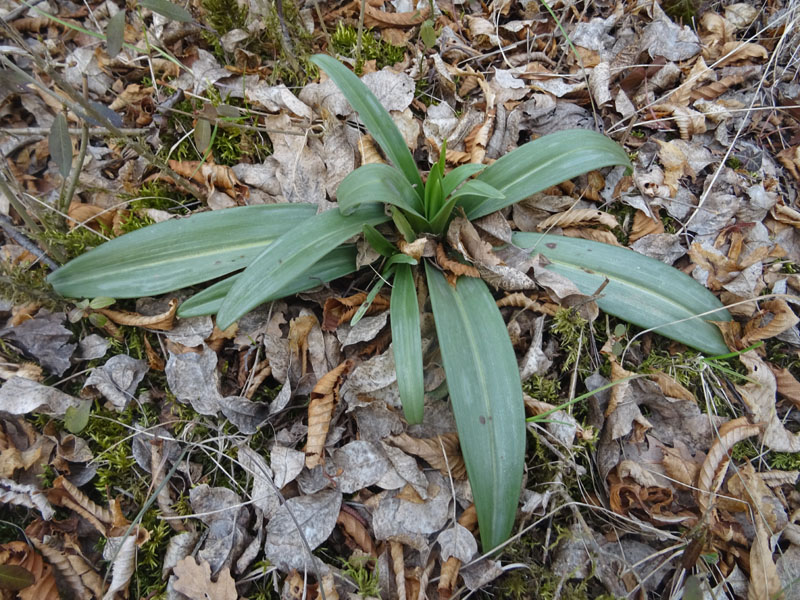 sono tutte 3 rosette basali di orchidea ?